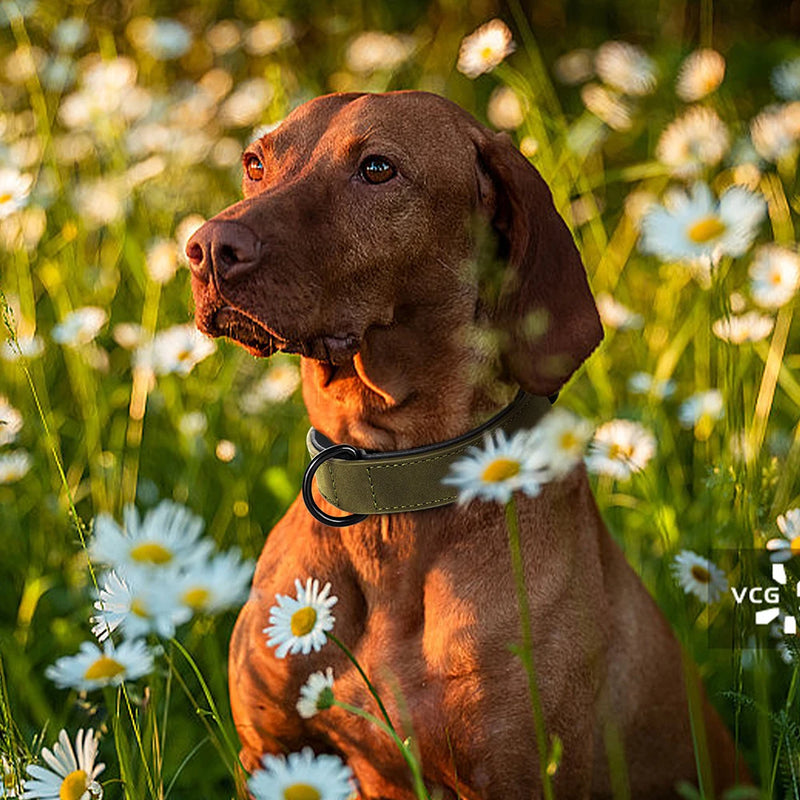 Large Soft Padded Leather Dog Collar for Big Dogs